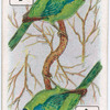 Birds of brilliant plumage.