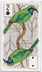 Birds of brilliant plumage.