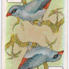 Birds of brilliant plumage.