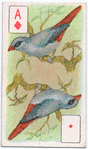 Birds of brilliant plumage.