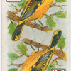 Birds of brilliant plumage.