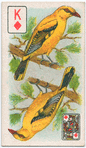 Birds of brilliant plumage.