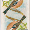 Birds of brilliant plumage.