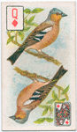 Birds of brilliant plumage.