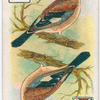 Birds of brilliant plumage.