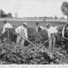 Cultivating a patch of cassava on the agricultural experiment plot