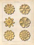 Greek pateras.