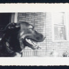Leo Bulgakov's (?) dog