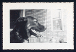 Leo Bulgakov's (?) dog