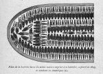 Plan de la batterie basse du même navire négrier à 2 batteries, capturé en 1843, se rendant en Amérique.(I).