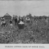 Picking cotton back of Dodge Hall.