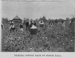 Picking cotton back of Dodge Hall.