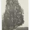 Cedar where Jackson was named Stonewall