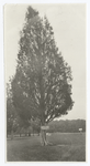 Cedar where Jackson was named Stonewall
