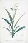 Dianella ensifolia