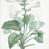 Hemerocallis japonica