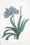 Agapanthus umbellatus