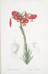 Lilium pomponium