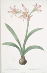 Amaryllis vittata