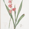 Gladiolus merianus