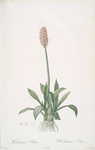 Helonias bullata
