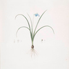 Hyacinthus amethystinus