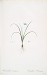 Hyacinthus amethystinus