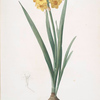 Narcissus Tazetta