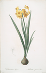 Narcissus Tazetta