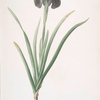 Iris susiana