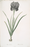 Iris susiana