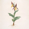 Cypripedium Calceolus
