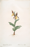 Cypripedium Calceolus