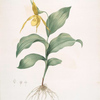 Cypripedium flavescens