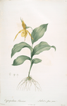 Cypripedium flavescens