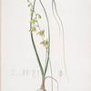 Albuca minor