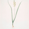 Lachenalia pallida
