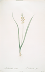 Lachenalia pallida