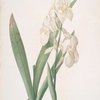 Iris germanica var. floretina