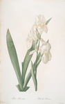 Iris germanica var. floretina