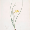 Narcissus Bulbocodium