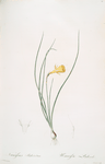 Narcissus Bulbocodium