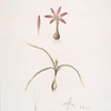 Merendera bulbocodium