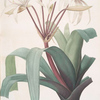 Crinum erubescens