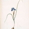 Iris Sisyrinchium