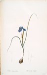 Iris Sisyrinchium