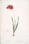 Ixia filiformis