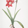 Amaryllis equestris