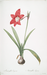 Amaryllis equestris