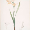Gladiolus cuspidatus